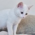 3 AYLIK VAN KEDİSİ KÖPÜK fotoğraf