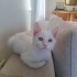 3 AYLIK VAN KEDİSİ KÖPÜK fotoğraf