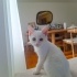 3 AYLIK VAN KEDİSİ KÖPÜK fotoğraf