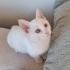 3 AYLIK VAN KEDİSİ KÖPÜK fotoğraf