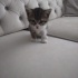 6 haftalık dişi kedi fotoğraf