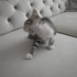 6 haftalık dişi kedi fotoğraf