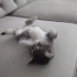 6 haftalık dişi kedi fotoğraf