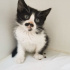 Bebek kedi Çıtır yuva arıyor fotoğraf