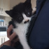 Bebek kedi Çıtır yuva arıyor fotoğraf
