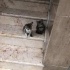 Gariban yavrular fotoğraf