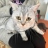 YAKLAŞIK 7 AYLIK KISIR BRİTİSH SORTHAİR fotoğraf
