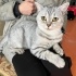 YAKLAŞIK 7 AYLIK KISIR BRİTİSH SORTHAİR fotoğraf