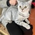 YAKLAŞIK 7 AYLIK KISIR BRİTİSH SORTHAİR fotoğraf