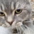 Ücretsiz sahiplenme Scottish fold fotoğraf