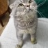 Ücretsiz sahiplenme Scottish fold fotoğraf