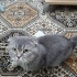 Ücretsiz sahiplenme Scottish fold fotoğraf