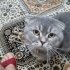 Ücretsiz sahiplenme Scottish fold fotoğraf