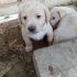 Golden kırma 2 aylık fotoğraf