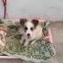 SAKARYA PAMUKOVA ÇOK ACİL KÜÇÜK IRK YAVRU KÖPEĞE YUVA ARANIYOR fotoğraf
