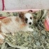 SAKARYA PAMUKOVA ÇOK ACİL KÜÇÜK IRK YAVRU KÖPEĞE YUVA ARANIYOR fotoğraf