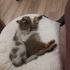RASCAL VE NİKOV KARDEŞLER YUVA ARIYOR fotoğraf