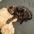 3.5 aylık American Shorthair bebek fotoğraf