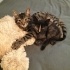 3.5 aylık American Shorthair bebek fotoğraf