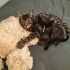 3.5 aylık American Shorthair bebek fotoğraf