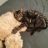 3.5 aylık American Shorthair bebek fotoğraf