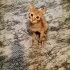 Garfield sizin oğlunuz olsun mu? fotoğraf