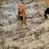 Garfield sizin oğlunuz olsun mu? fotoğraf