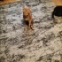 Garfield sizin oğlunuz olsun mu? fotoğraf