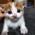 1 aylık aşırı tatlı bir bebek fotoğraf