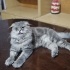 Chinchilla oğluma ömürlük yuva arıyorum fotoğraf