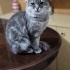 Chinchilla oğluma ömürlük yuva arıyorum fotoğraf
