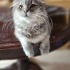 Chinchilla oğluma ömürlük yuva arıyorum fotoğraf