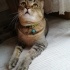 2.5 yaşında iki Scottish Fold erkek fotoğraf