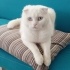 2.5 yaşında iki Scottish Fold erkek fotoğraf