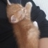 2 aylik erkek kedi fanta fotoğraf