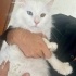 Eşi Gebe Diye Bu Güzel Kediler Hobi Bahçesine Bırakılmak üzere ÇOK ACİL YUVA fotoğraf