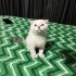 3 AYLIK YAVRU BRİTİSH SHORTHAİR KEDİ fotoğraf