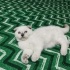 3 AYLIK YAVRU BRİTİSH SHORTHAİR KEDİ fotoğraf