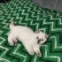 3 AYLIK YAVRU BRİTİSH SHORTHAİR KEDİ fotoğraf
