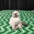 3 AYLIK YAVRU BRİTİSH SHORTHAİR KEDİ fotoğraf