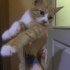 Mis gibi mısır kedi... fotoğraf