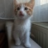 🐾 Simba – 45 Günlük Bal Arısı Yuva Arıyor 🍯 fotoğraf