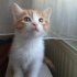 🐾 Simba – 45 Günlük Bal Arısı Yuva Arıyor 🍯 fotoğraf