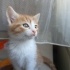 🐾 Simba – 45 Günlük Bal Arısı Yuva Arıyor 🍯 fotoğraf
