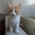 🐾 Simba – 45 Günlük Bal Arısı Yuva Arıyor 🍯 fotoğraf