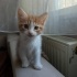 🐾 Simba – 45 Günlük Bal Arısı Yuva Arıyor 🍯 fotoğraf