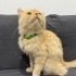 2 kez terk edilen Barney ömürlük yuvasını arıyor fotoğraf