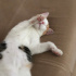 Calico kıza yuva aranıyor! fotoğraf