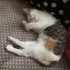 Calico kıza yuva aranıyor! fotoğraf