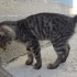 Minik Miso Hayatta Kalmak İçin Yardım Bekliyor fotoğraf
